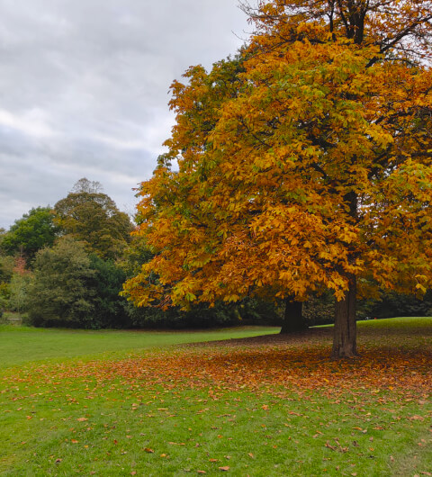 Golden Tree in autumn at Meanwood Park