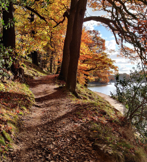 Autumn path through woods at Roundhay Park