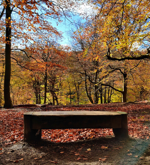 Gledhow Valley Woods in Autumn