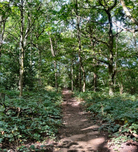 Middleton Wood