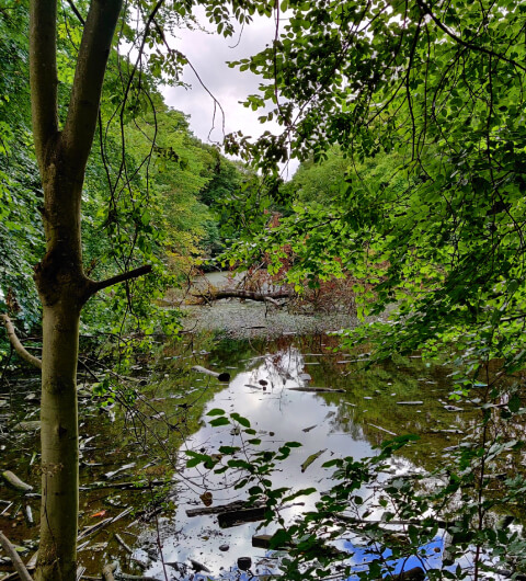 Farnley Hall Fish Pond through the branches