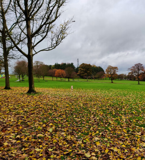 Bramley Park