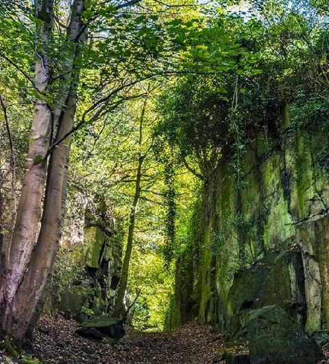 West Wood