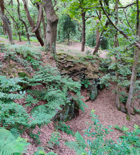 Calverley Wood