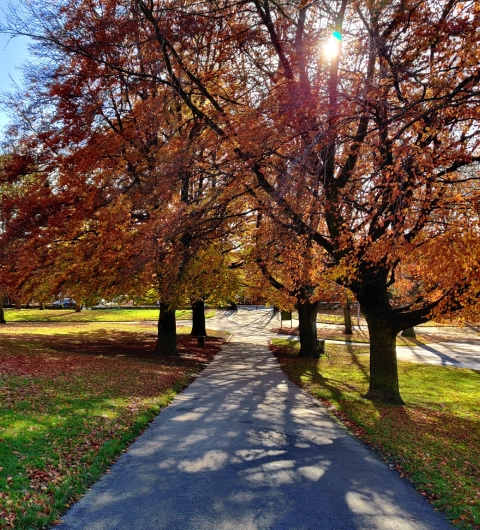 Potternewton Park sunlight through tree on path