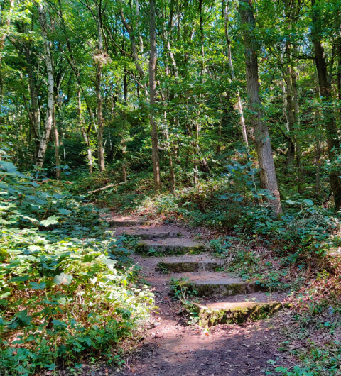 Hawksworth Wood