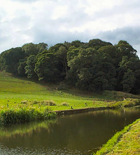 Lodge Wood