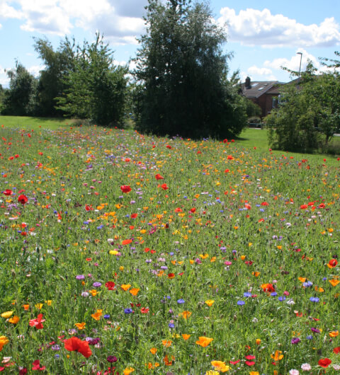 West Park Field