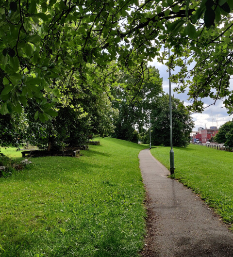 Willow Field