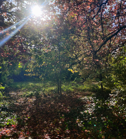 Victoria Park Grove Pocket Park