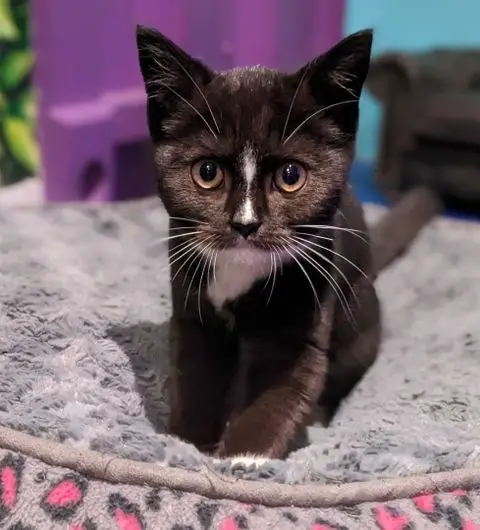 Alt text: "A cute black and white kitten with bright eyes sitting on a soft grey blanket at Kitty Cafe."