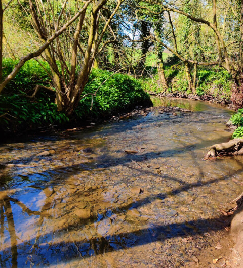 Nan Whins Wood (Sykes Wood) Pudsey Beck