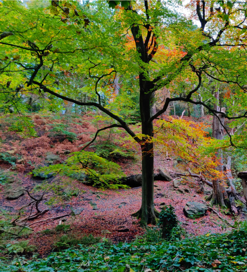 Looking down the bank towards Meanwood Beck in Adel woods. Golden leaves on the ground during Autumn.