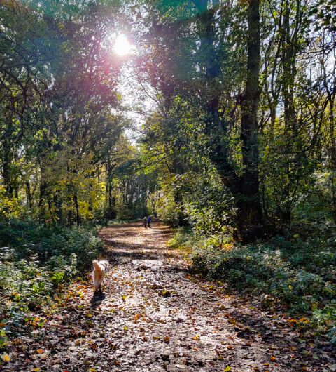 Farnley Hall Park Woods