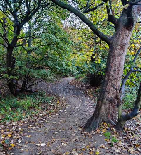 Hunger Hills Woods Leeds