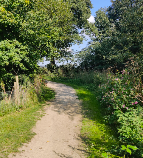 New Forest Plantation