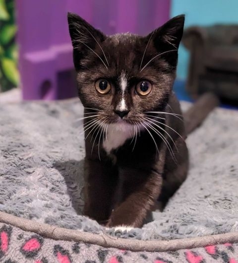 Alt text: "A cute black and white kitten with bright eyes sitting on a soft grey blanket at Kitty Cafe."