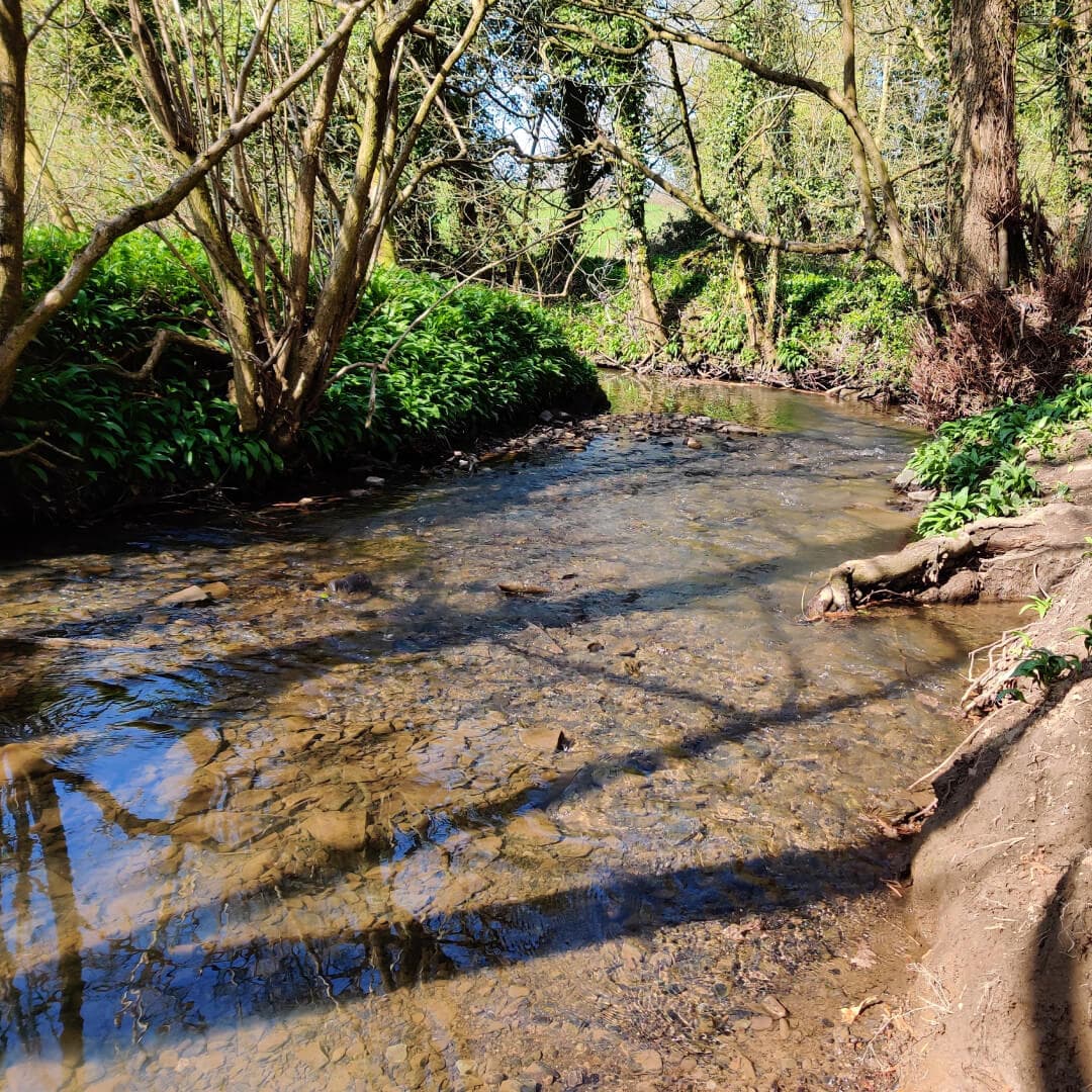 Pudsey Beck in Nan Whins Wood