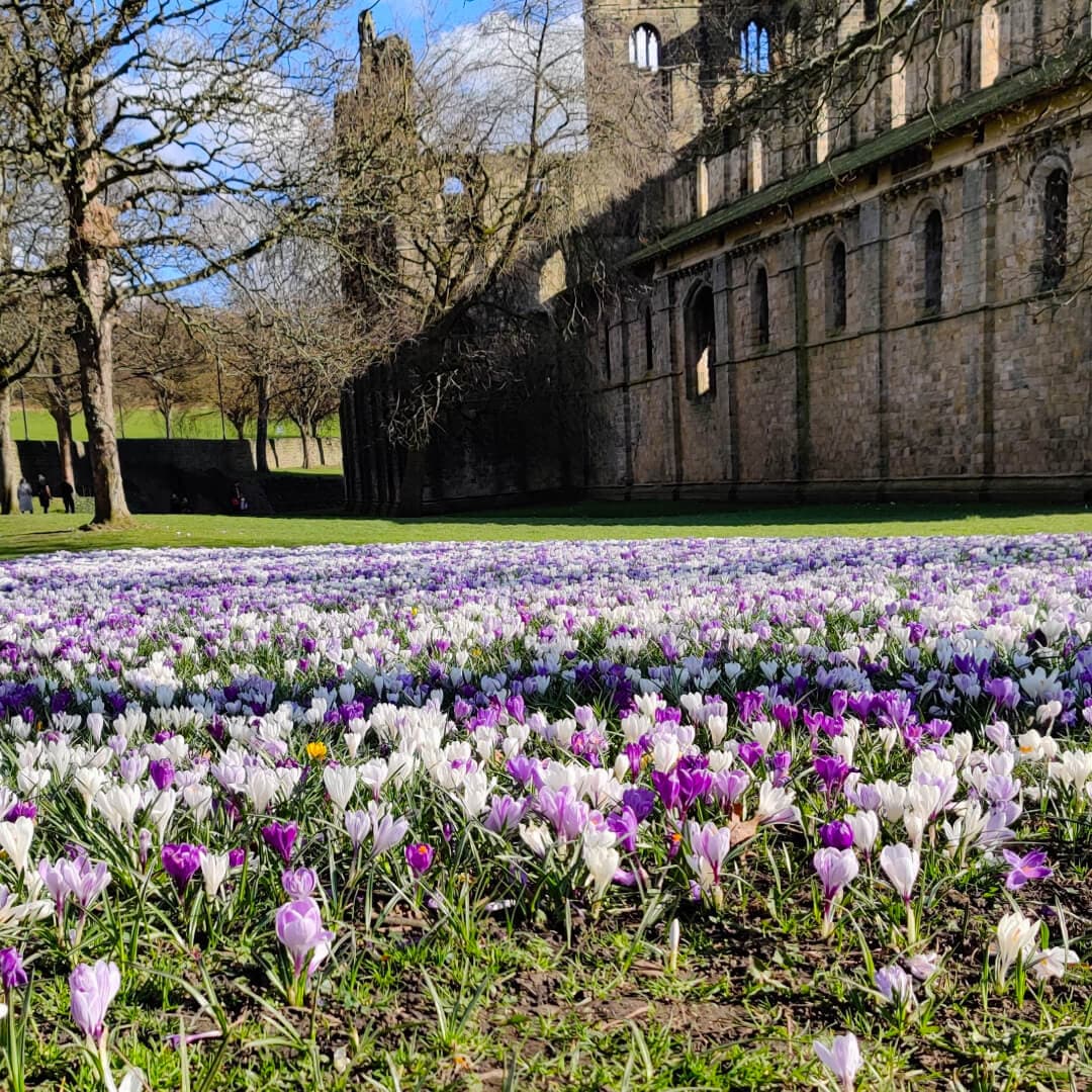 Kirkstall Abbey In Bloom in the Spring