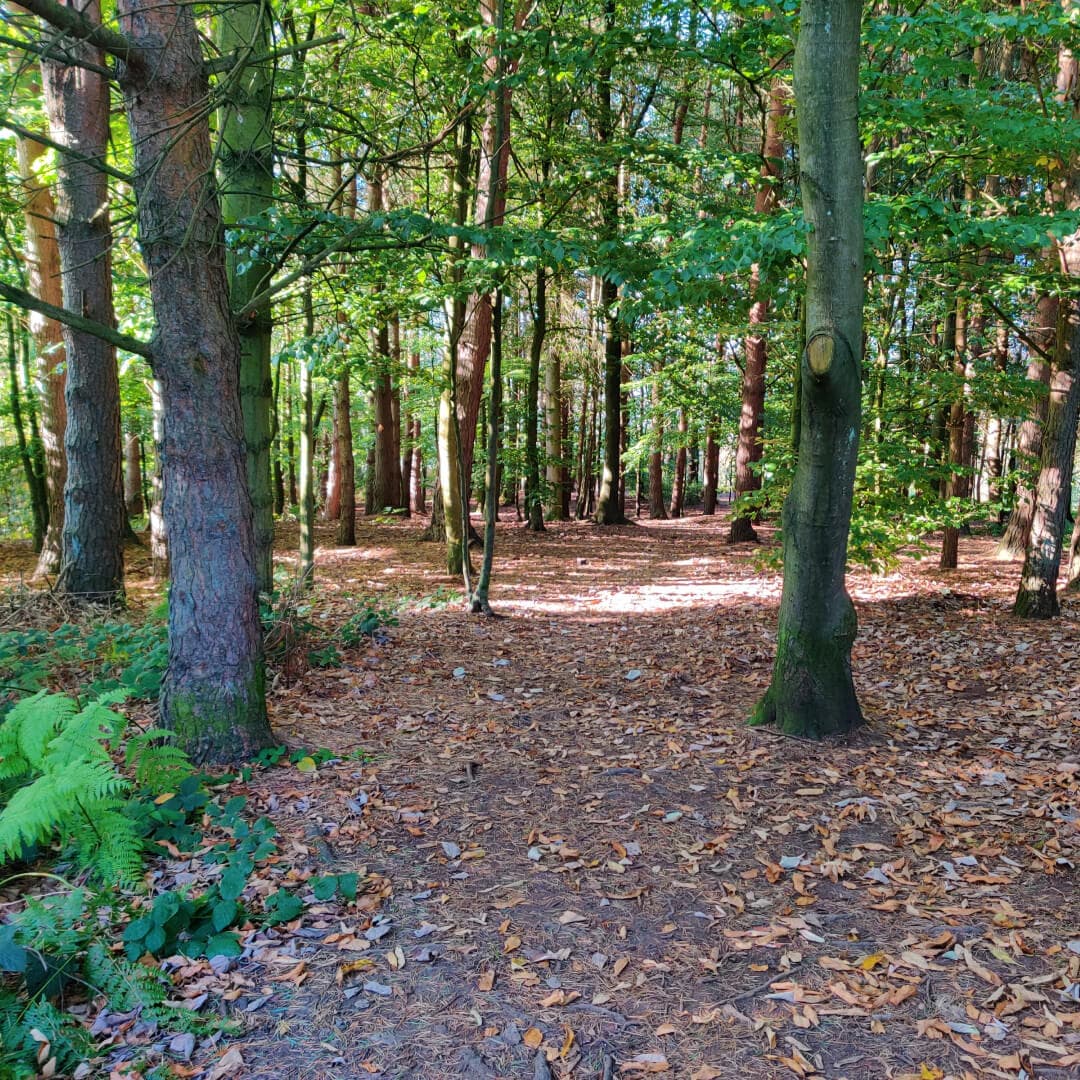 Otley Chevin Forest Park Wood