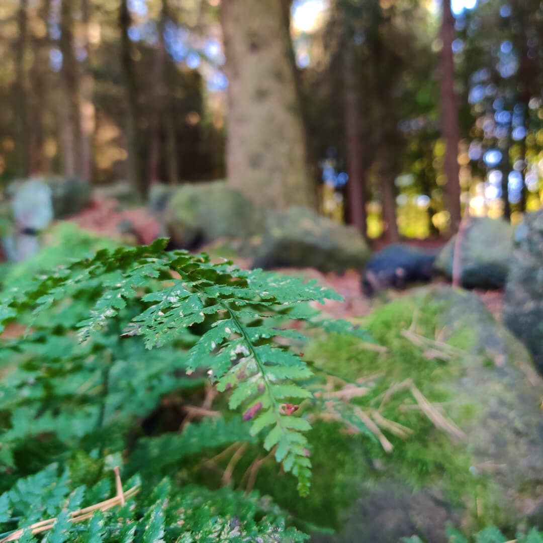 Ferns and undergrowth in Otley Chevin