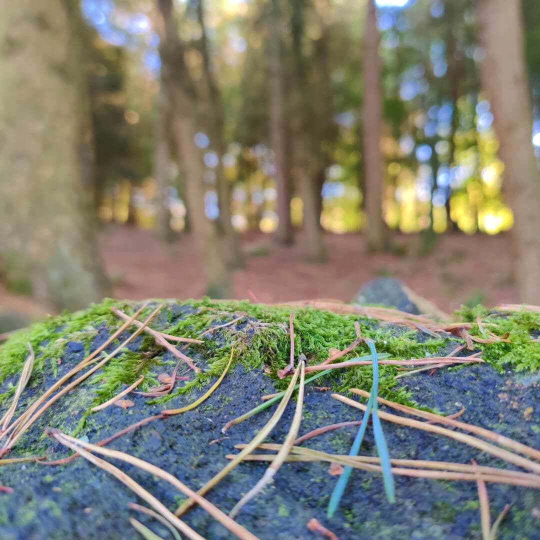 Otley Chevin Forest Park Wood closeup shot of stone