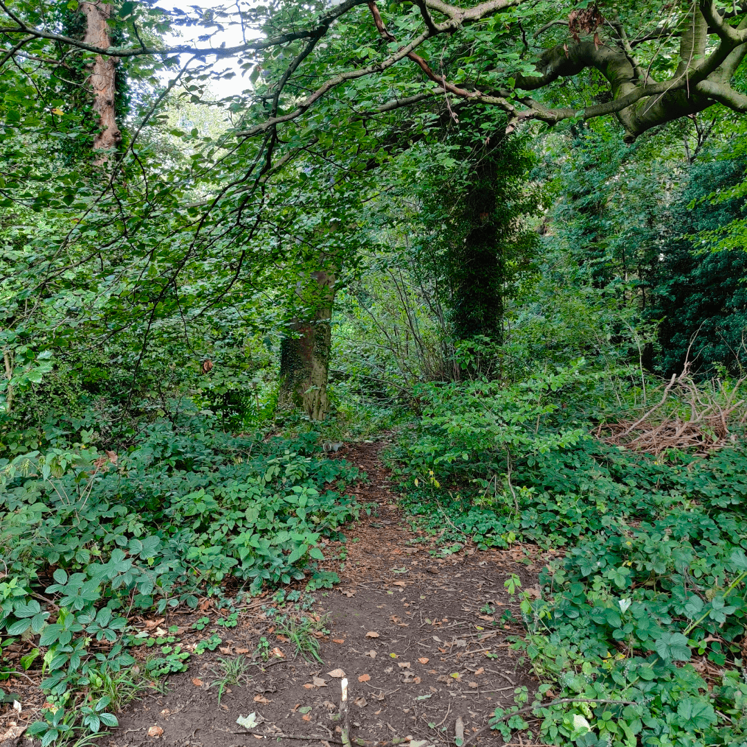 Wykebeck Woods