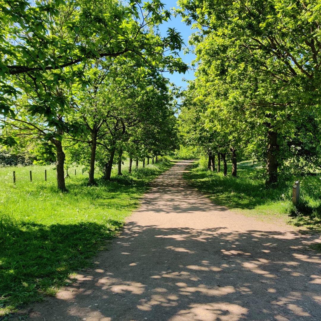Temple Newsam path with trees in sun