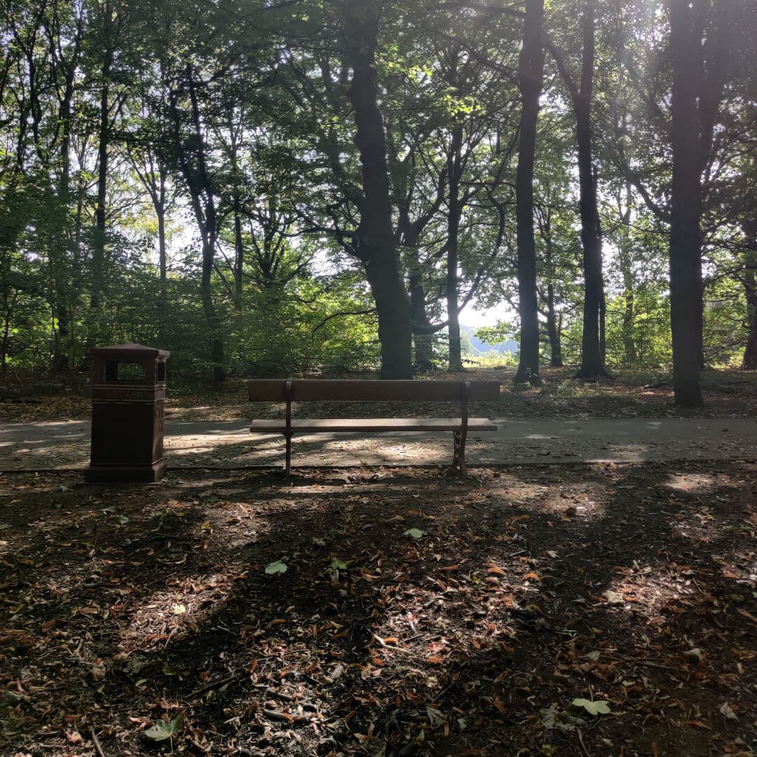 Middleton Woods