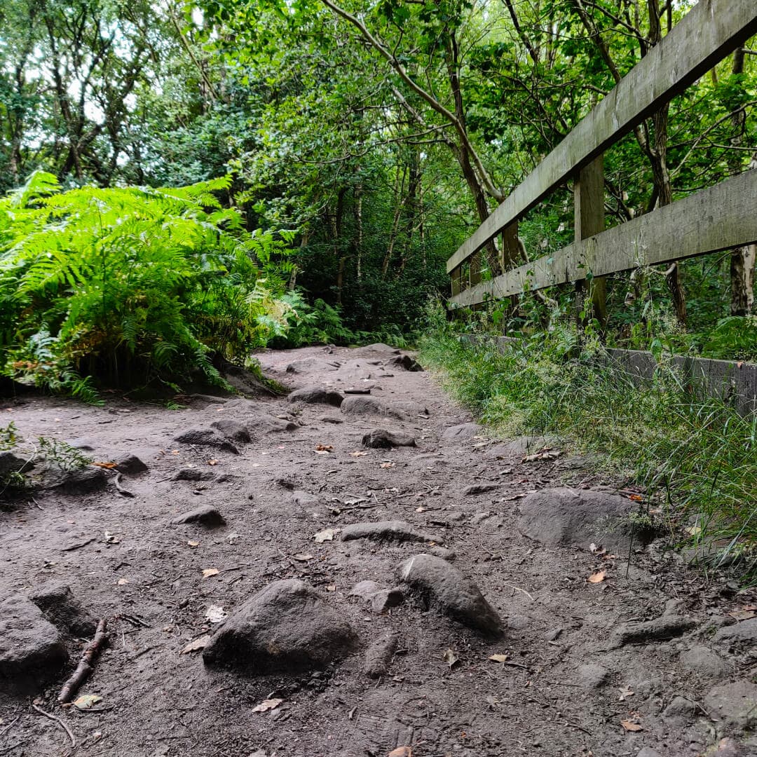 Calverley Wood path