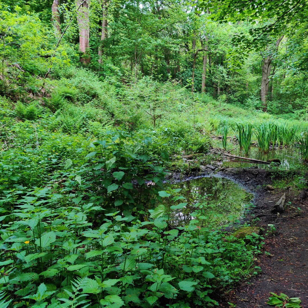 Woodhouse Ridge marsh