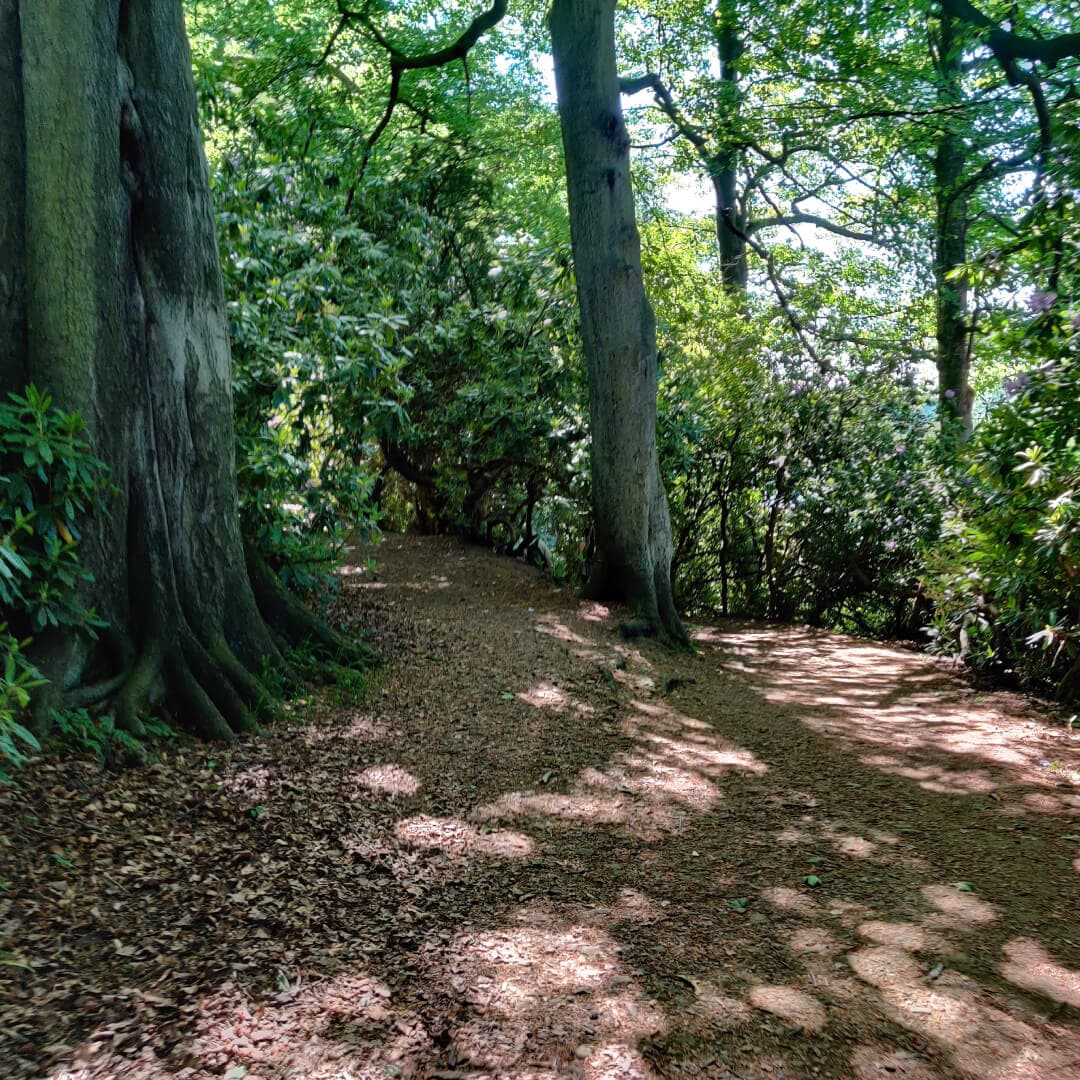 Woods at Yorkshire Sculpture Park