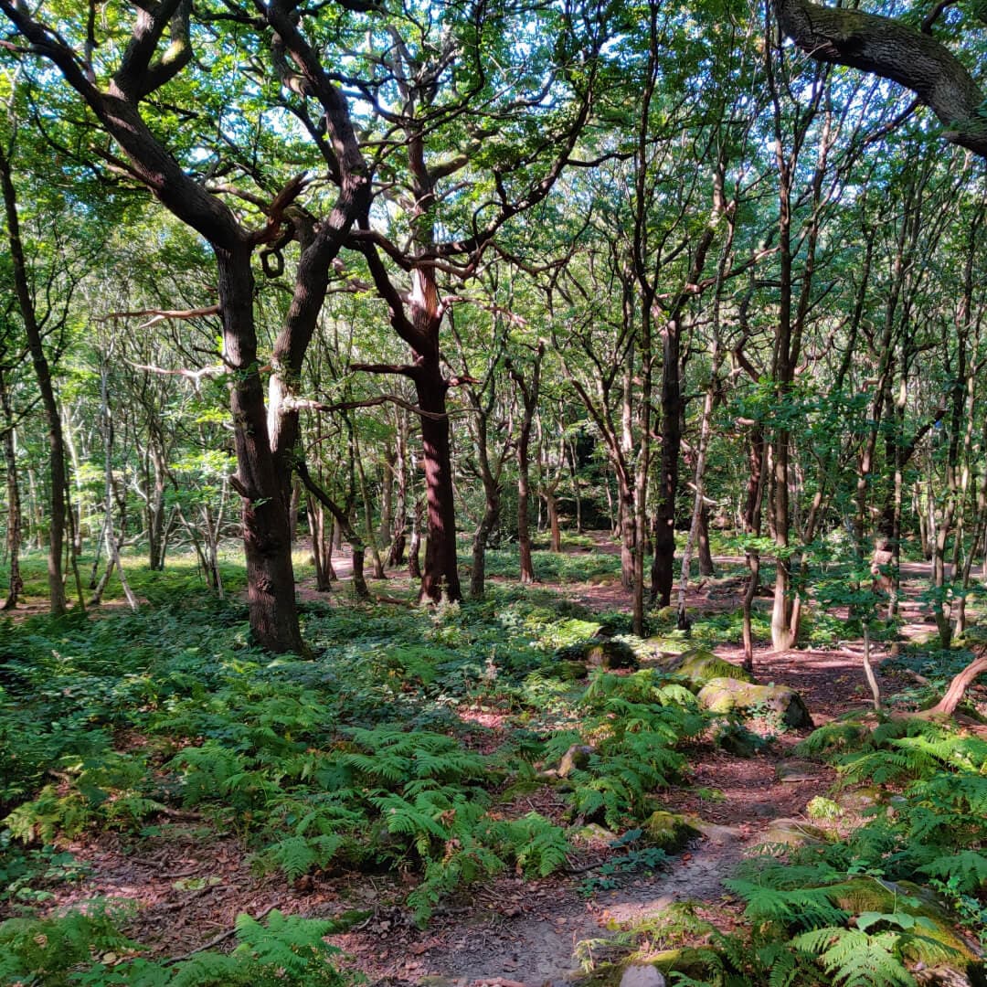 Hawksworth Wood steps through woods