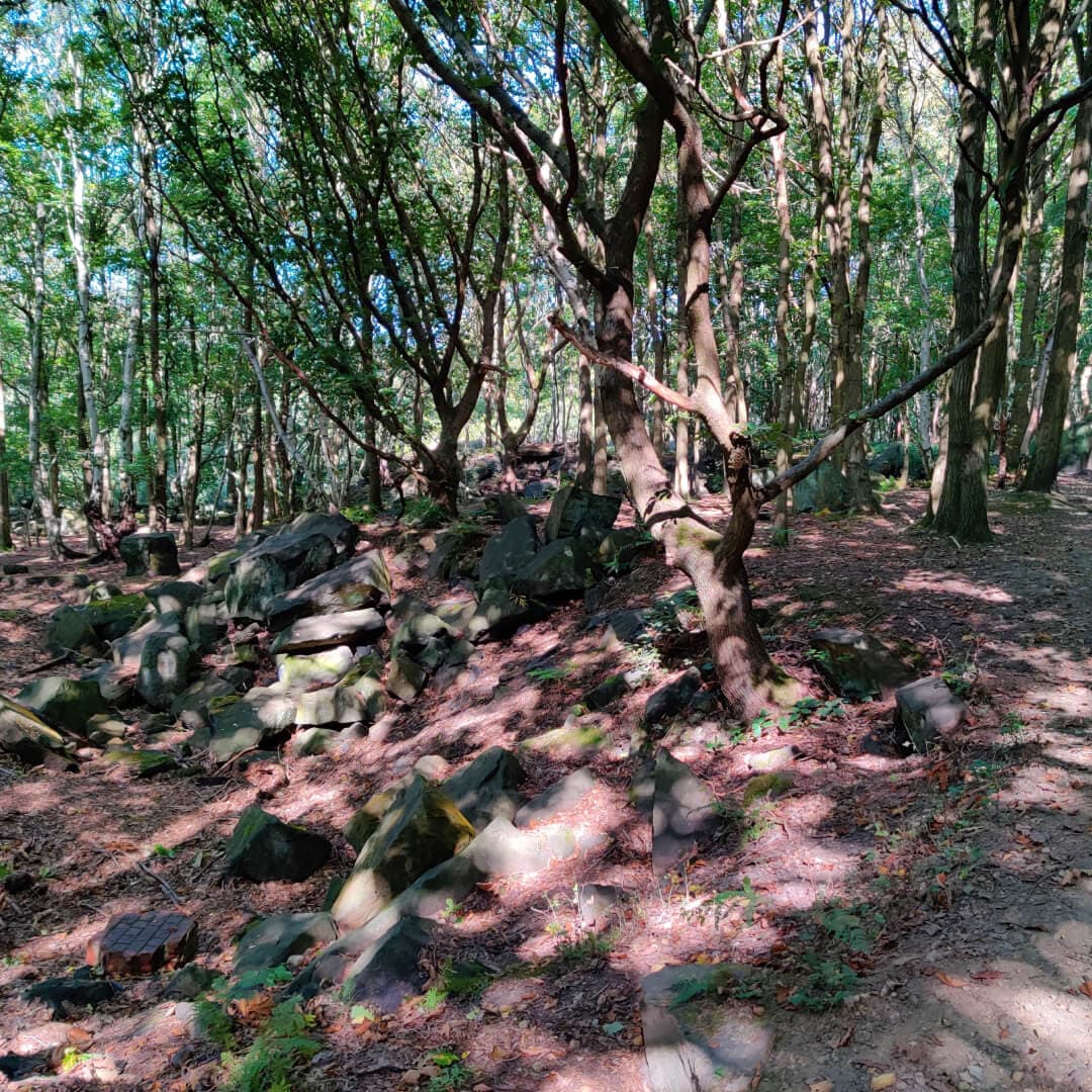 Hawksworth Wood path through woods