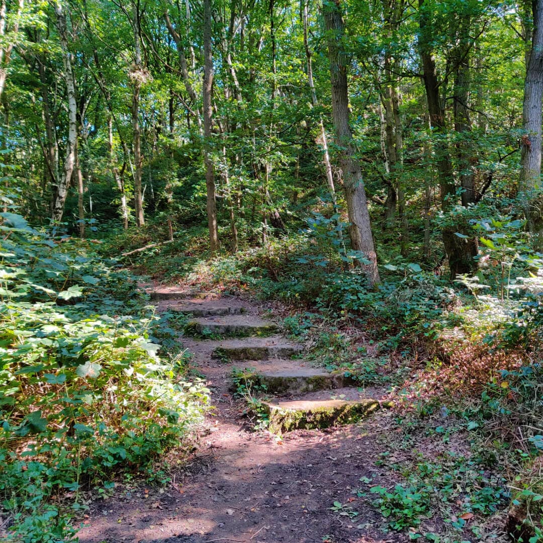 Hawksworth Wood steps through woods