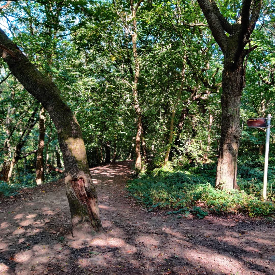 Hawksworth Wood path through woods