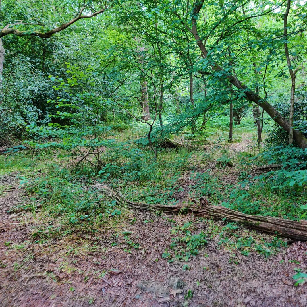 Hawksworth Wood