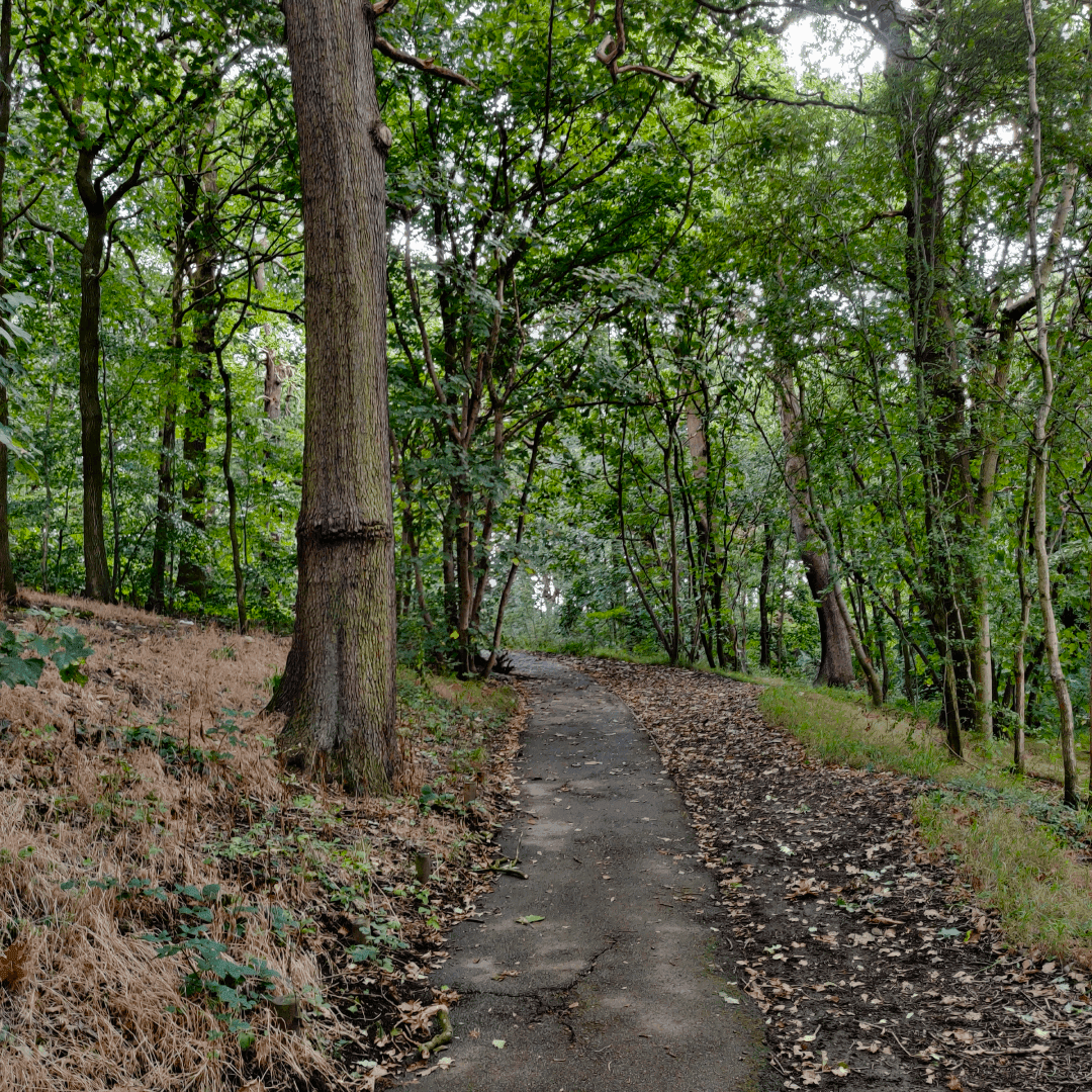 Gipton Wood