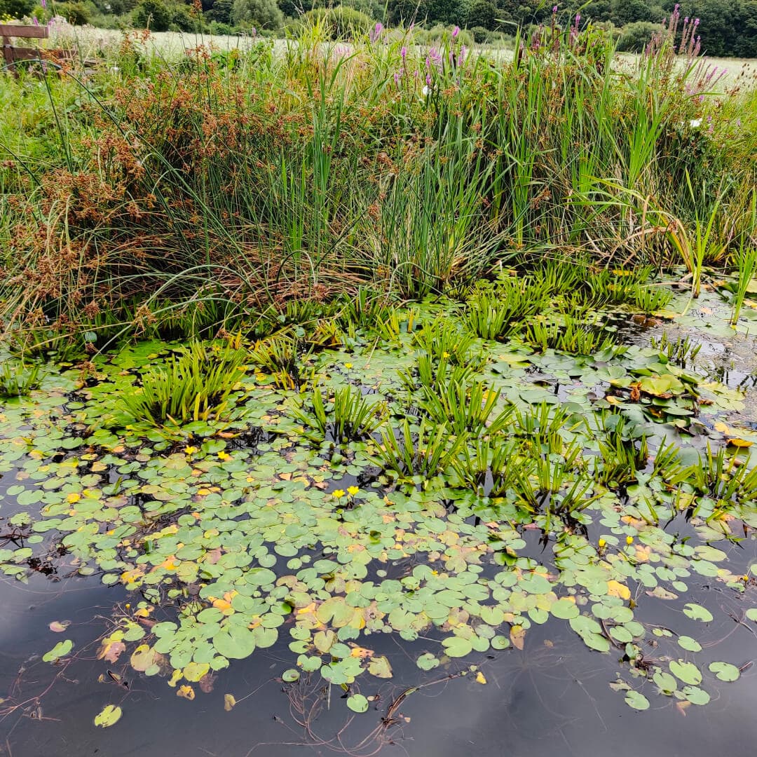 Rodley Nature Reserve pond