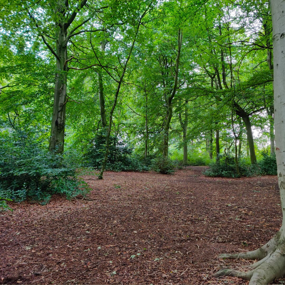 Farnley Hall Park woods