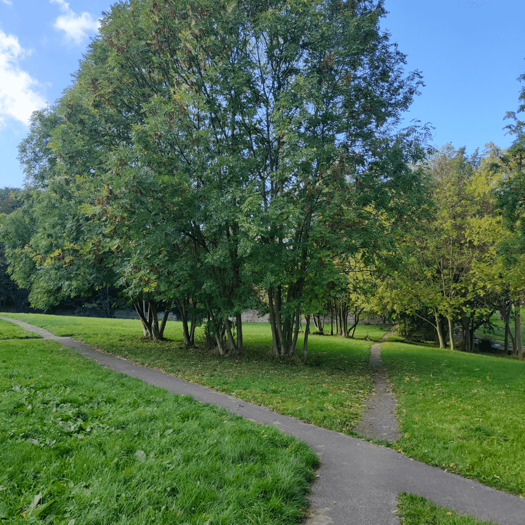 Armley Moor