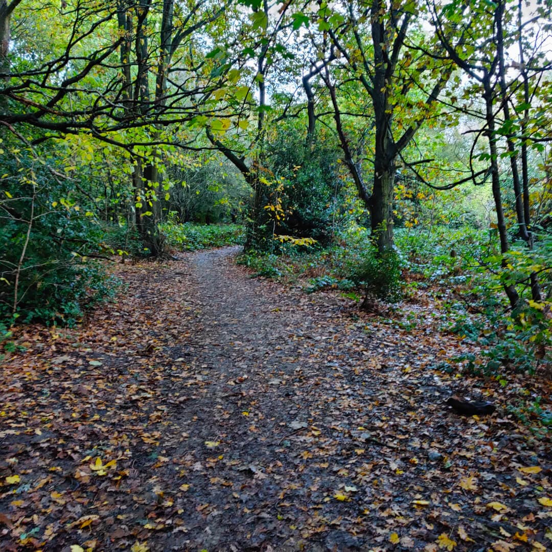 Hunger Hills Woods Leeds