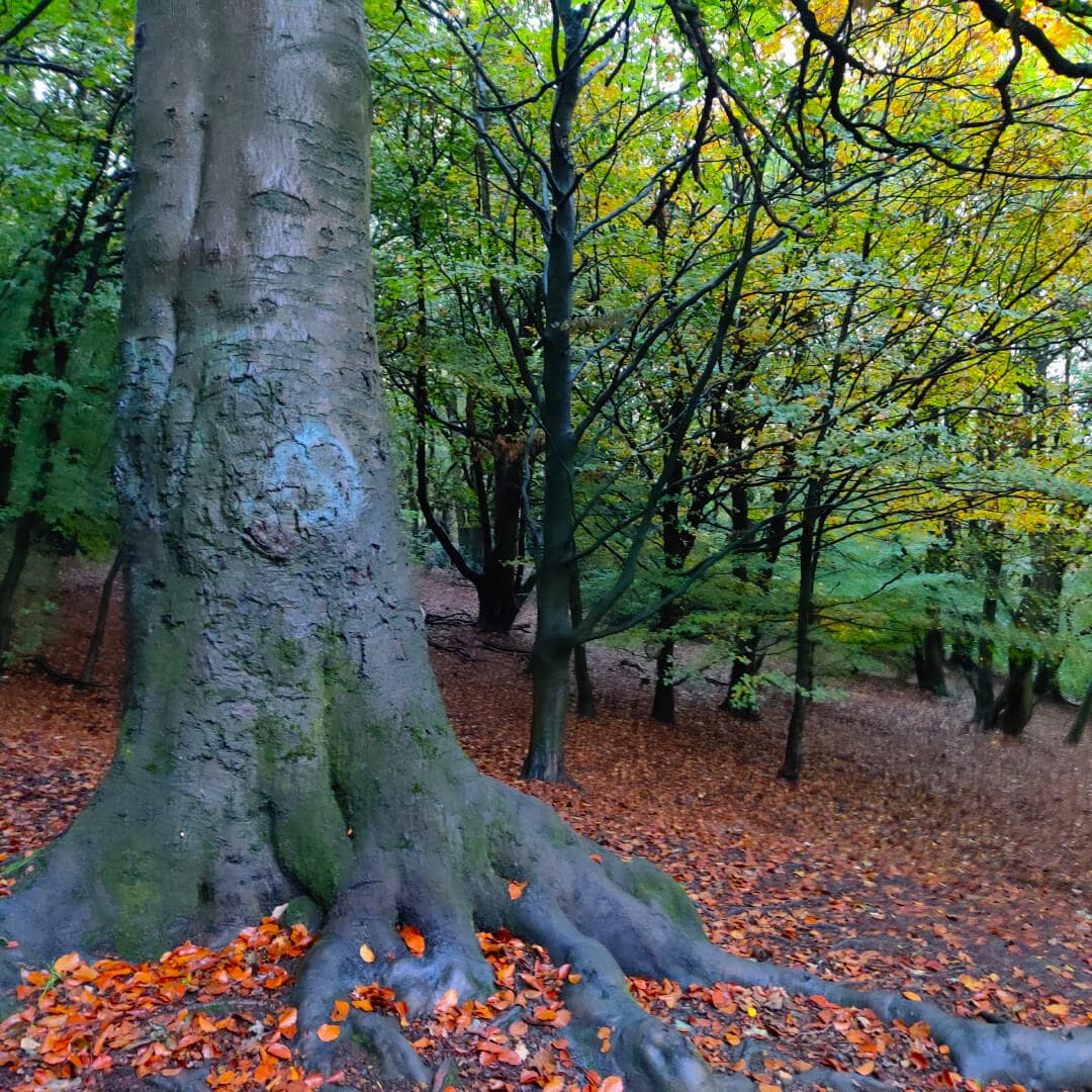 Hunger Hills Woods Leeds