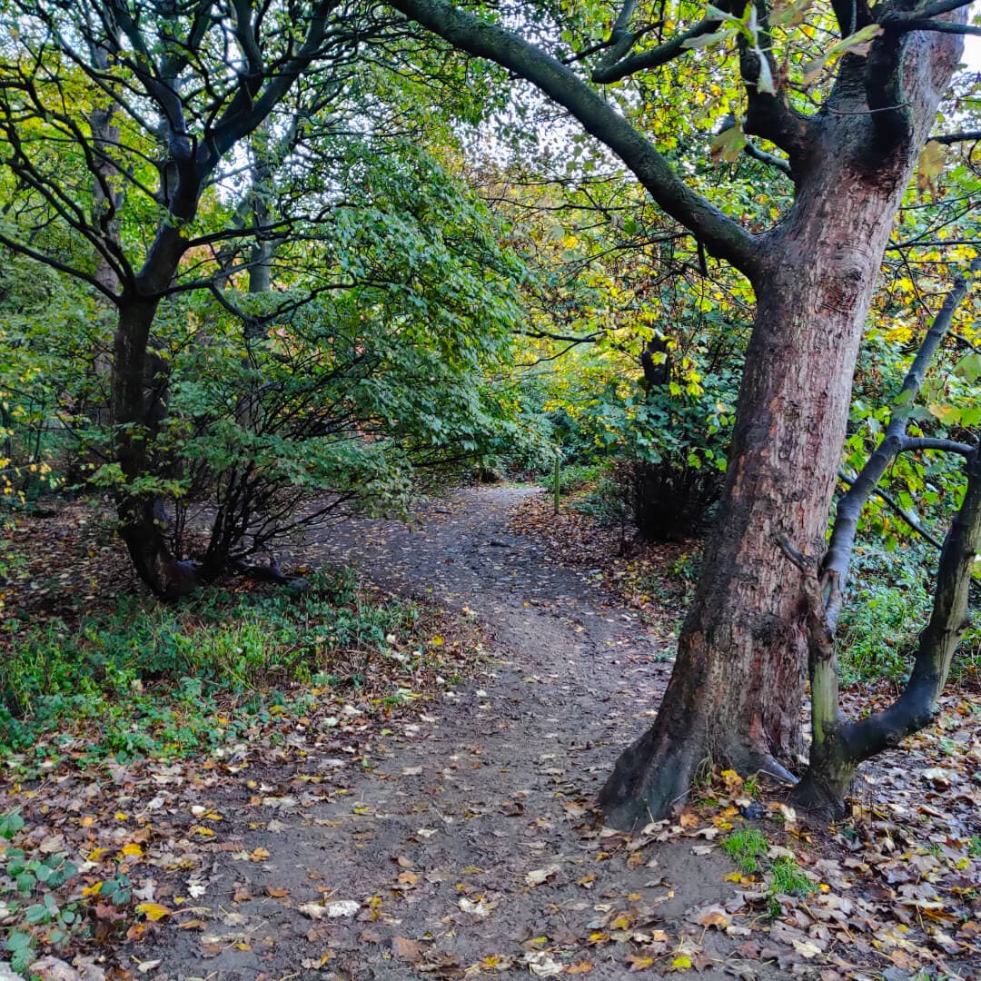 Hunger Hills Woods Leeds