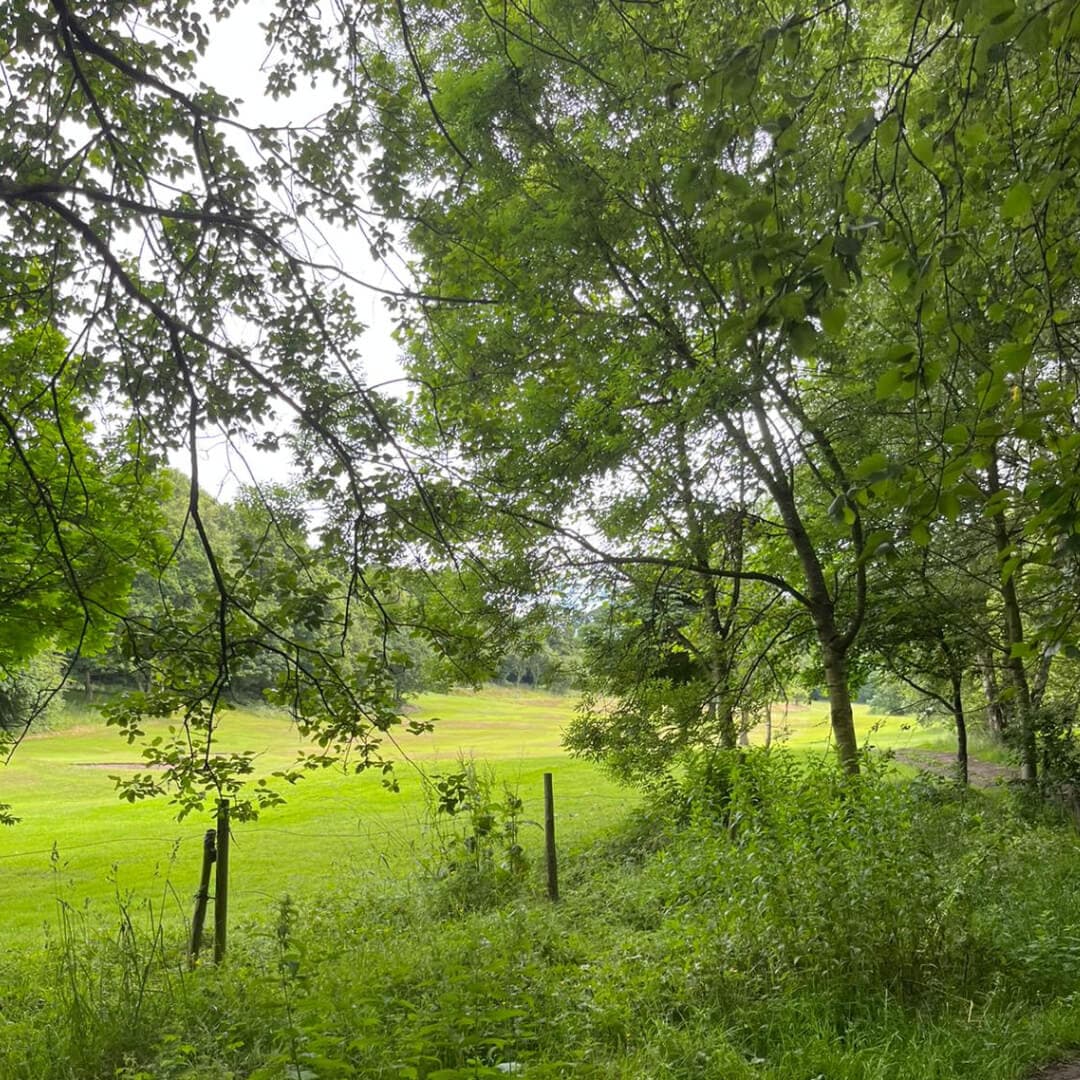 Black Carr Wood field