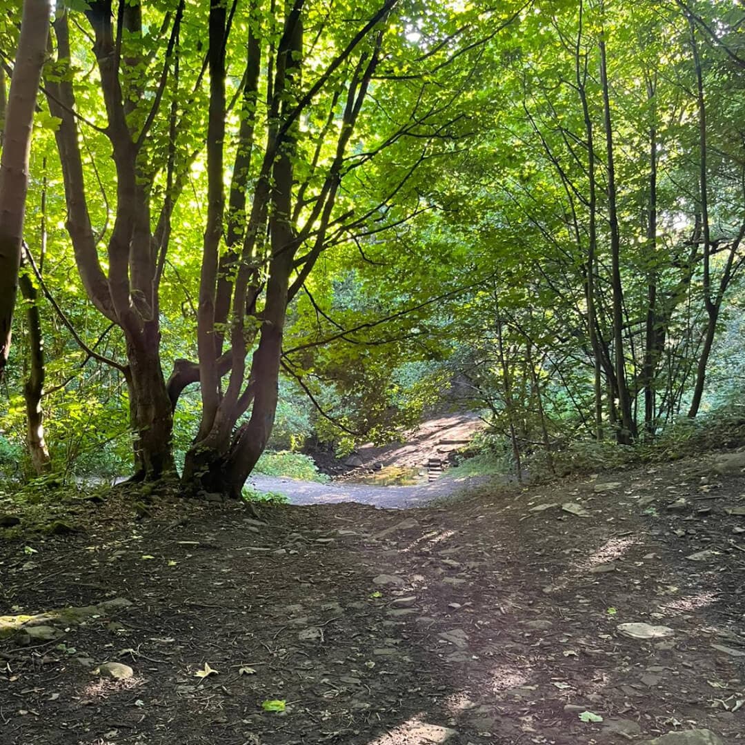 Black Carr Wood