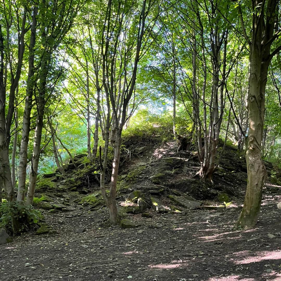 Black Carr Wood