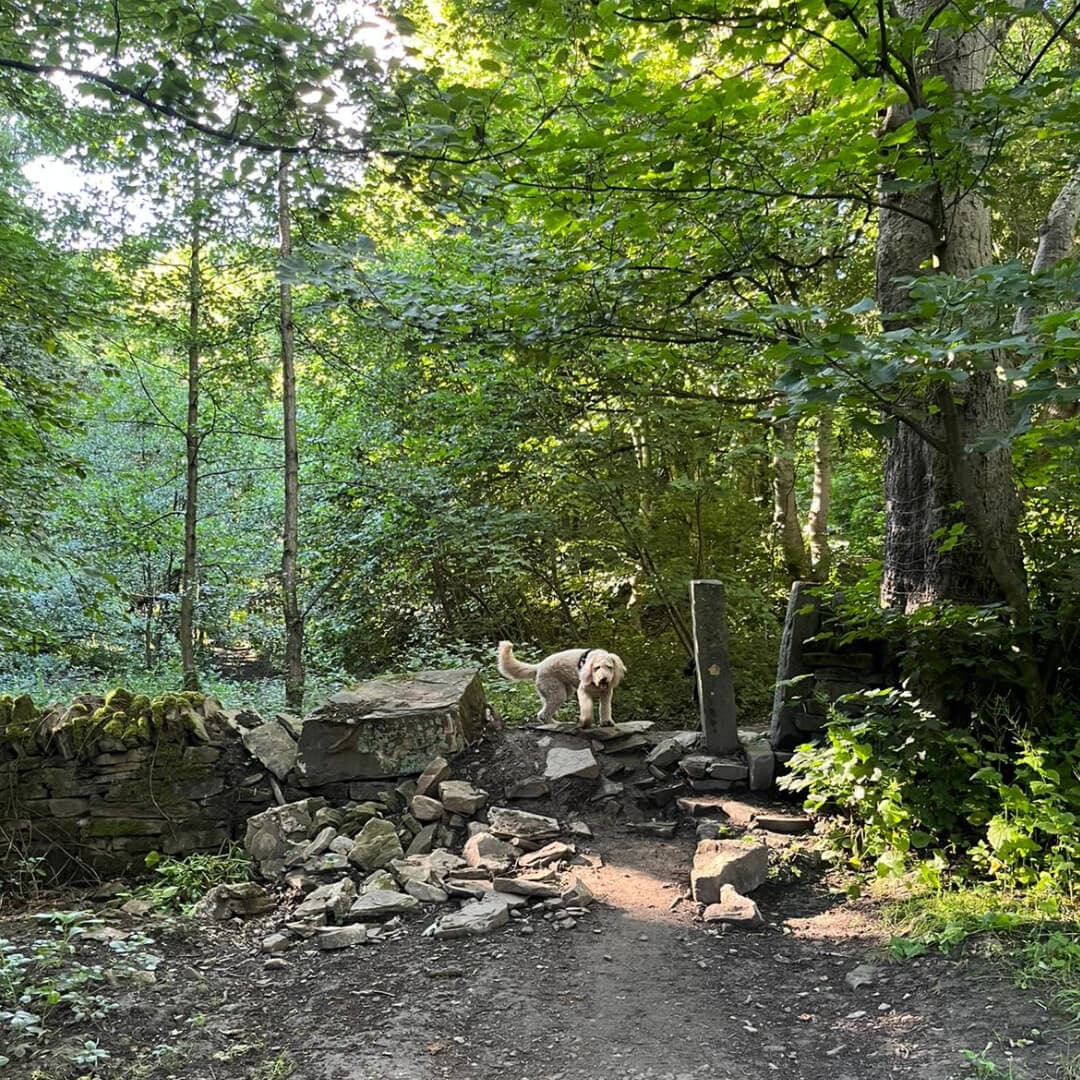 Black Carr Wood
