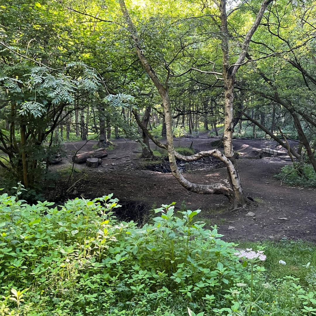 Black Carr Wood
