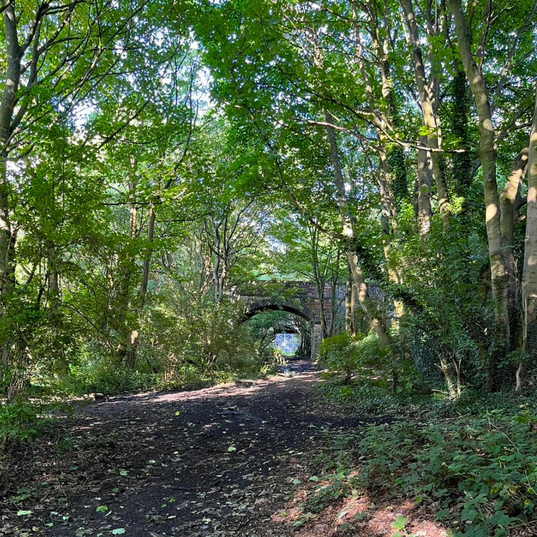 Black Carr Wood tunnel